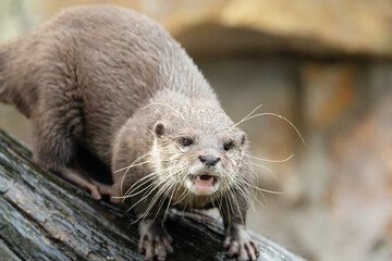 Asian small clawed otter Amblonyx cinerea, small clawed otter