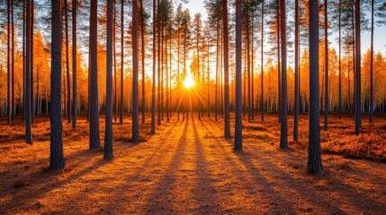 Obraz premium A serene forest scene at sunset, with tall trees casting long shadows on the ground, creating a warm and tranquil atmosphere.