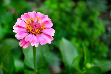 Fototapeta premium FLOR ZINIA COLORIDA JARDÍN PRIMAVERA