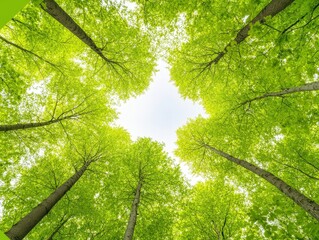 Obraz premium A serene view of a forest canopy, showcasing vibrant green leaves and tall trees reaching towards the sky, creating a peaceful and refreshing atmosphere.