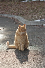 日向ぼっこする茶トラの猫