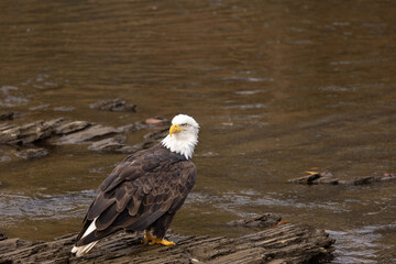 Majestic Bald Eagle Bird Of Prey