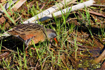 The Virginia rail (Rallus limicola) , small waterbird.  Is a  marsh bird with a long, heavy bill and a short, upturned tail.