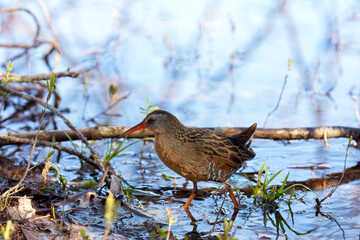The Virginia rail (Rallus limicola) , small waterbird.  Is a  marsh bird with a long, heavy bill and a short, upturned tail.