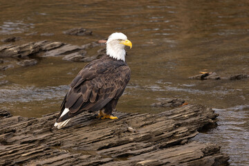 Healthy Bald Eagle Bird Perched In River In Smoky Mountains