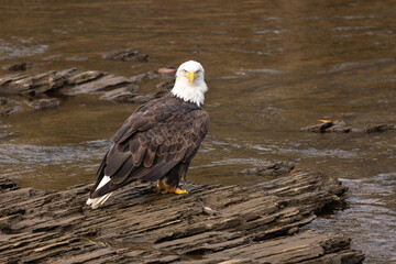 Beautiful Majestic Bald Eagle Looking At You