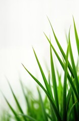 Obraz premium Fresh green grass blades close up. Vivid green hues. Springtime nature. Isolated background. Ideal for springtime summer related design. Copy space available. Suggests new beginnings. Bright colours.