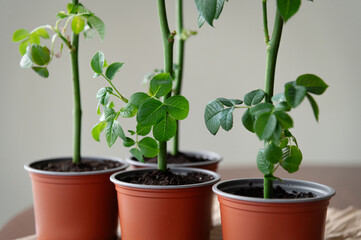 Pots with rose plants, that grows in special conditions before planting in open ground. The plant...