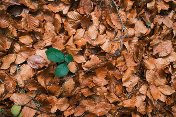 Otoño en Soria