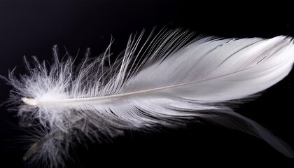 Black Background: Glowing White Feather with Delicate Details