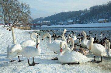 Swans By Neman River In Kaunas Old Town In Winter © Ramunas