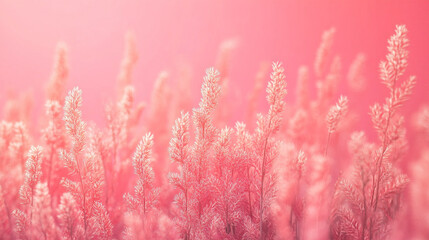 A soft yet vibrant coral pink background symbolizing calm amidst chaos, blending soothing hues with a touch of unpredictability and energy that invites contemplation and introspection

