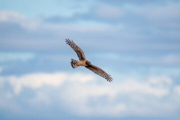 Bird in flight