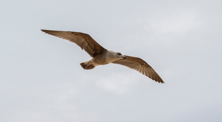 A seagull in flight with wings fully spread, gliding gracefully against a soft, overcast sky. The image captures the bird’s natural elegance and freedom in motion.