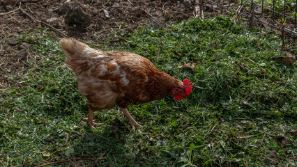 A brown hen pecking at the ground in a grassy area. The rural setting showcases the natural behavior of the chicken in a farm-like environment.