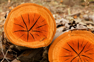 Flora of Gran Canaria -  Eucalyptus camaldulensis, introduced species, freshly cut trunks, orange 