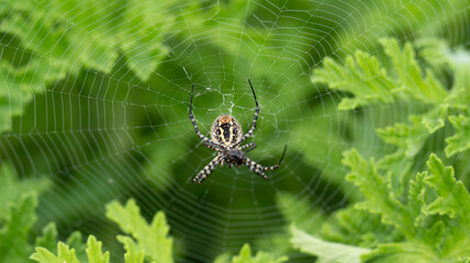 A close-up of a spider resting at the center of its intricate web, surrounded by lush green leaves. The detailed web structure contrasts beautifully with the natural background.