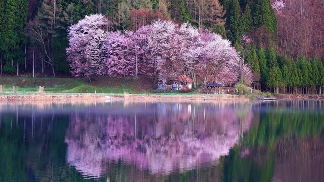 【動画】水面に反射する中綱湖の大山桜