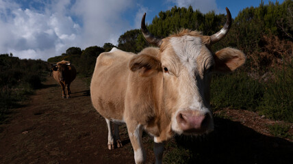 A close-up of a light brown cow with curved horns standing on a dirt path in a rural landscape. Another cow and greenery are visible in the background under a partly cloudy sky.