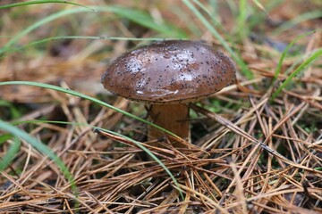 A single brown mushroom growing on a forest floor among pine needles.