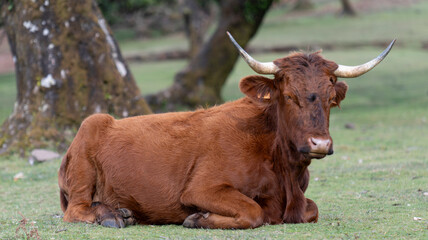 A brown horned cow lying on a grassy field near moss-covered trees. The peaceful rural setting highlights the animal’s relaxed posture and natural surroundings.