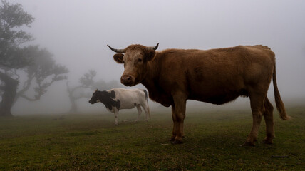 Two cows standing in a misty field with scattered trees, creating a serene and atmospheric rural...