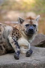 Naklejka premium 寝そべるカメラ目線のブチハイエナ