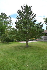 green tree in landscape background