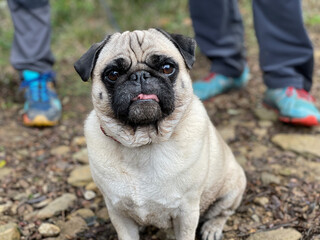 Obraz premium Perro Carlino, raza pug sacando la lengua