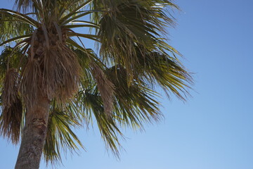 青空に映えるヤシの木