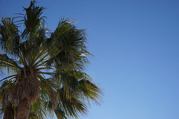 青空に映えるヤシの木