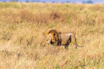 Close encounter with a male lion -Panthera Leo- that is walking across the plains of the Serengeti, Tanzania.