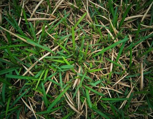 Unhealthy lawn with mixed green, brown grass. Weeds like clover, crabgrass visible. Poor lawn care visible. Photo shows unkempt yard. Natural outdoor setting. Summer season. Ground level view. Poor