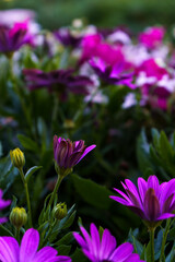 Purple flowers and buds of african daisy growing in the nature.