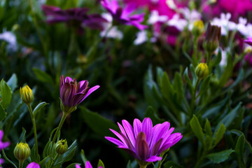 Some violet daisy flowers in the garden. Copy soace in the middle.