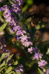 Two bees caught in motion near Russian sage, a traditional medicinal plant. Salvia Yangii twig in the home garden.