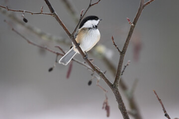 Black capped chickadee perched on a branch in winter. 