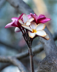 Pink and Yellow Frangipani Flower