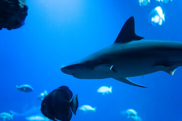 Shark swimming in the ocean with other fish around. Underwater world in blue colors