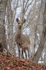 北海道の野生のエゾシカ