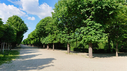 Tree-Lined Pathway in a Park