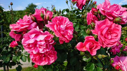 Fototapeta premium Bright pink roses in sunny garden