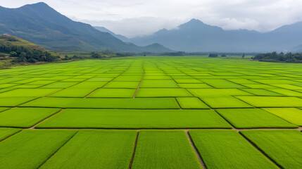 Fototapeta premium Aerial view of expansive green rice fields surrounded by misty mountains in a tranquil rural Asian landscape