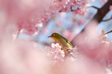 桜の枝に止まる小鳥