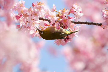 逆さまに止まる鳥
