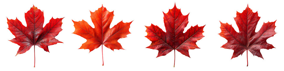 Collection of Red Maple Leaves - Autumn Nature Isolated on White Background