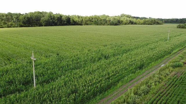 rural corn fields