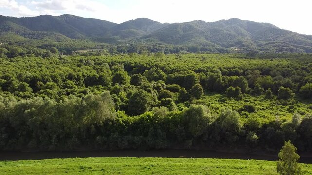 forest in the hills