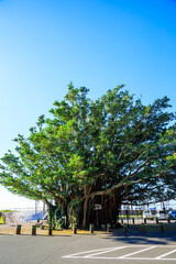 秋の佐多岬に自生するアコウの木　鹿児島県南大隅町　Ako tree that grows wild at Cape Sata in autumn. Kagoshima Pref, Minamiosumi Town.
