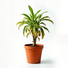 Obraz premium Wilted green plant in terracotta pot. Studio shot against white background. Leaves show signs of dying. Potted plant suffers from likely disease. Autumnal colors. Potted plant displays visual